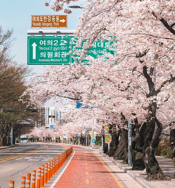 Discovering Yeouido Hangang Park's Cherry Blossom Walking Route — photo from Korean media